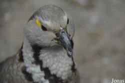 Beijing Zoological Gardens