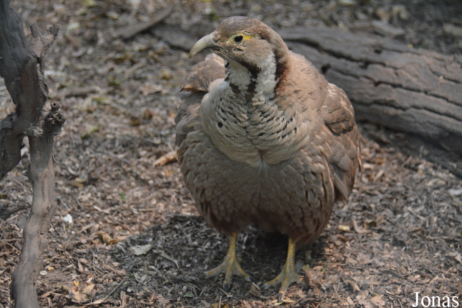 Beijing Zoological Gardens
