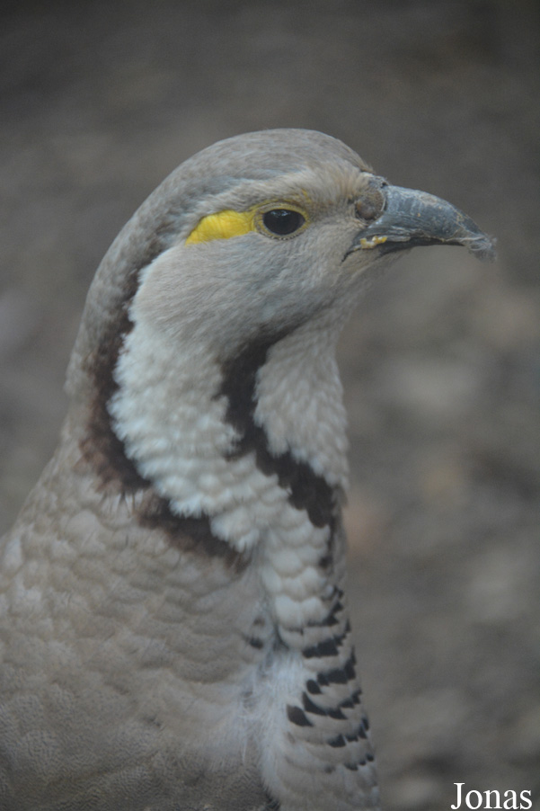 Beijing Zoological Gardens