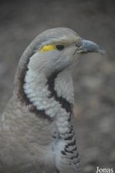 Beijing Zoological Gardens