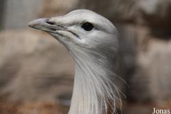 Beijing Zoological Gardens