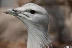 Beijing Zoological Gardens