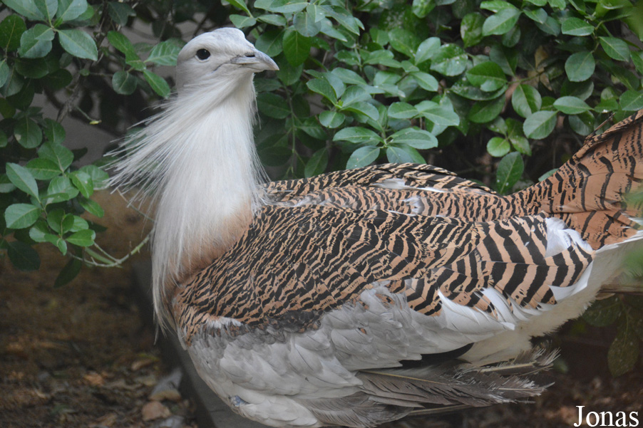 Beijing Zoological Gardens