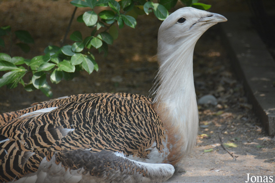 Beijing Zoological Gardens