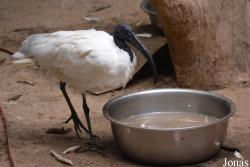 Beijing Zoological Gardens