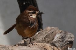 Beijing Zoological Gardens