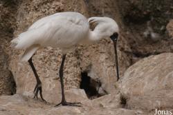 Beijing Zoological Gardens