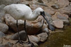 Platalea minor