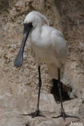 Beijing Zoological Gardens