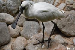 Beijing Zoological Gardens