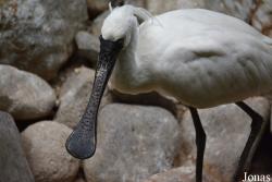 Beijing Zoological Gardens