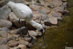 Beijing Zoological Gardens