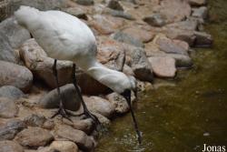 Beijing Zoological Gardens