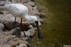 Beijing Zoological Gardens