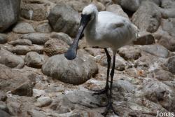 Beijing Zoological Gardens