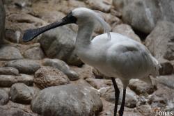 Beijing Zoological Gardens