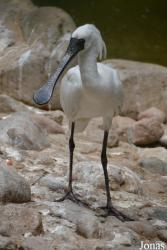 Beijing Zoological Gardens