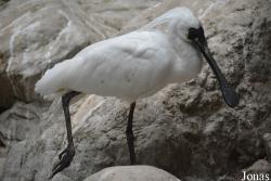 Beijing Zoological Gardens
