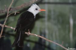 Beijing Zoological Gardens