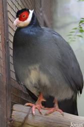 Beijing Zoological Gardens