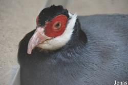 Beijing Zoological Gardens