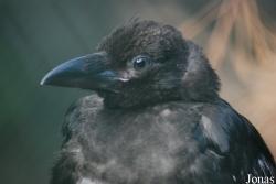 Corvus corone