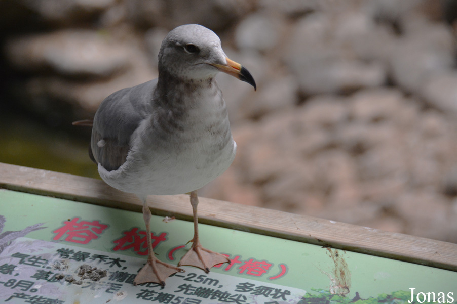 Beijing Zoological Gardens