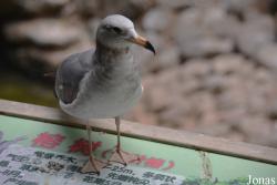 Beijing Zoological Gardens