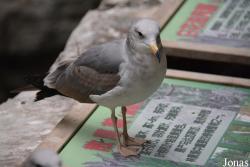 Beijing Zoological Gardens