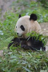 Beijing Zoological Gardens
