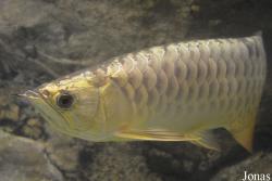 Scleropages formosus