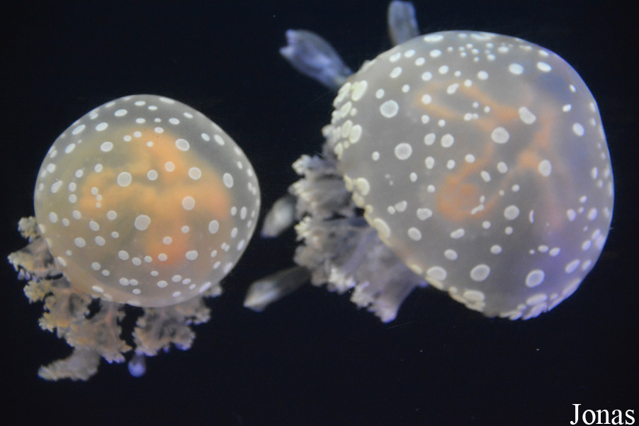 Beijing Zoological Gardens