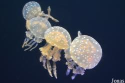 Beijing Zoological Gardens