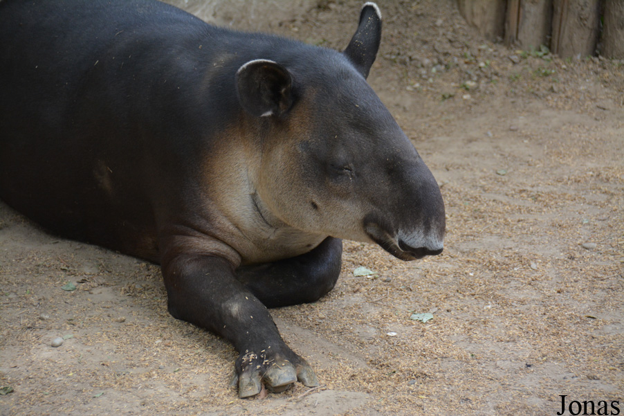 Beijing Zoological Gardens