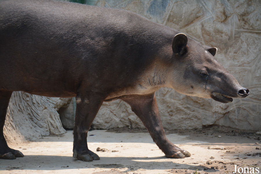 Beijing Zoological Gardens