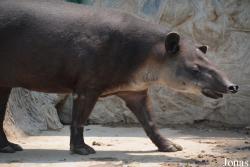 Beijing Zoological Gardens