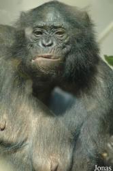 Wilhelma