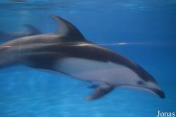 Lagenorhynchus obliquidens