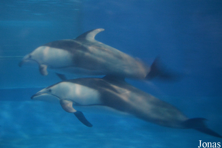 Beijing Zoological Gardens