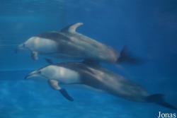 Beijing Zoological Gardens