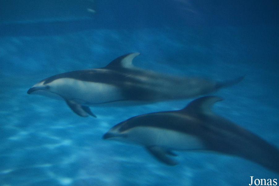 Beijing Zoological Gardens