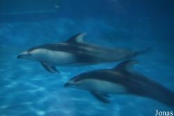 Beijing Zoological Gardens