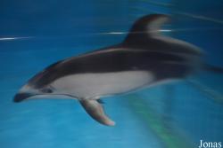 Beijing Zoological Gardens
