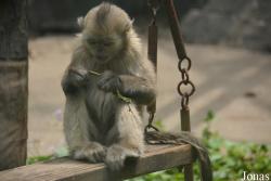 Beijing Zoological Gardens