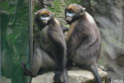 Beijing Zoological Gardens