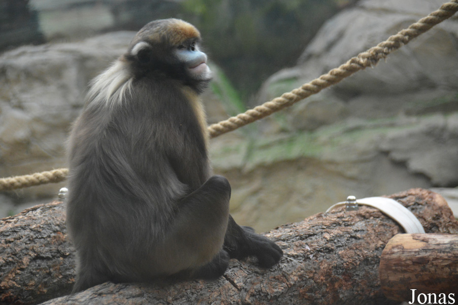 Beijing Zoological Gardens