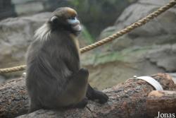 Beijing Zoological Gardens