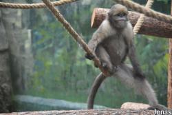 Beijing Zoological Gardens