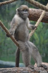 Beijing Zoological Gardens