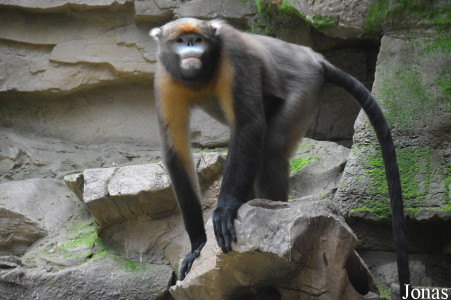 Beijing Zoological Gardens